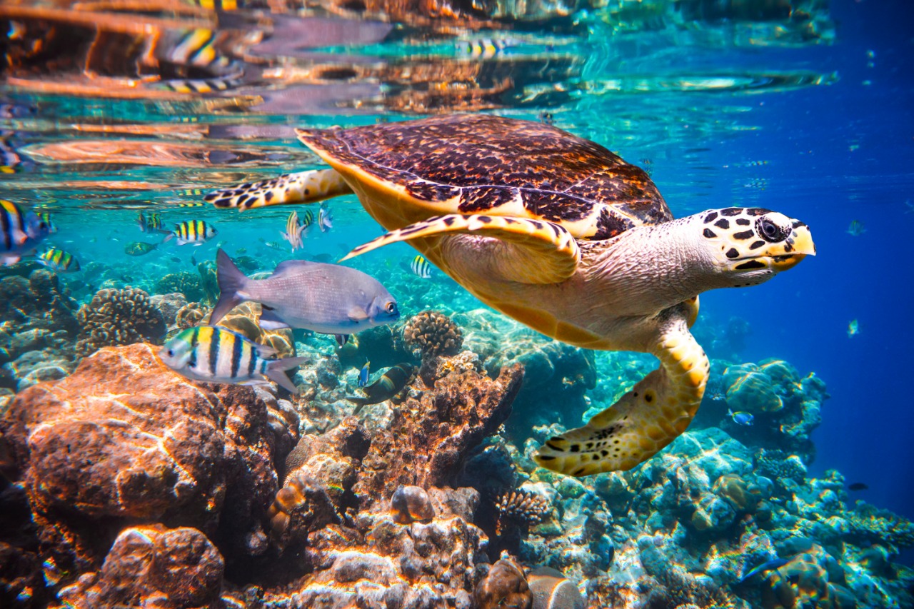 Tortuga carey nadando en arrecife coralino de Maldivas.