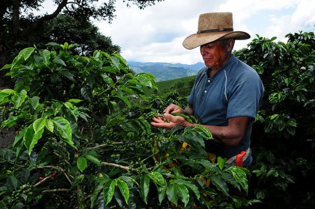 En Honduras, Guatemala, Costa Rica, Nicaragua, El Salvador y México se pueden presentar reducciones en su producción principalmente en zonas bajas, causando graves impactos económicos.