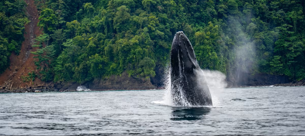 Ballena Corredor Marino Pacífico Este Tropical