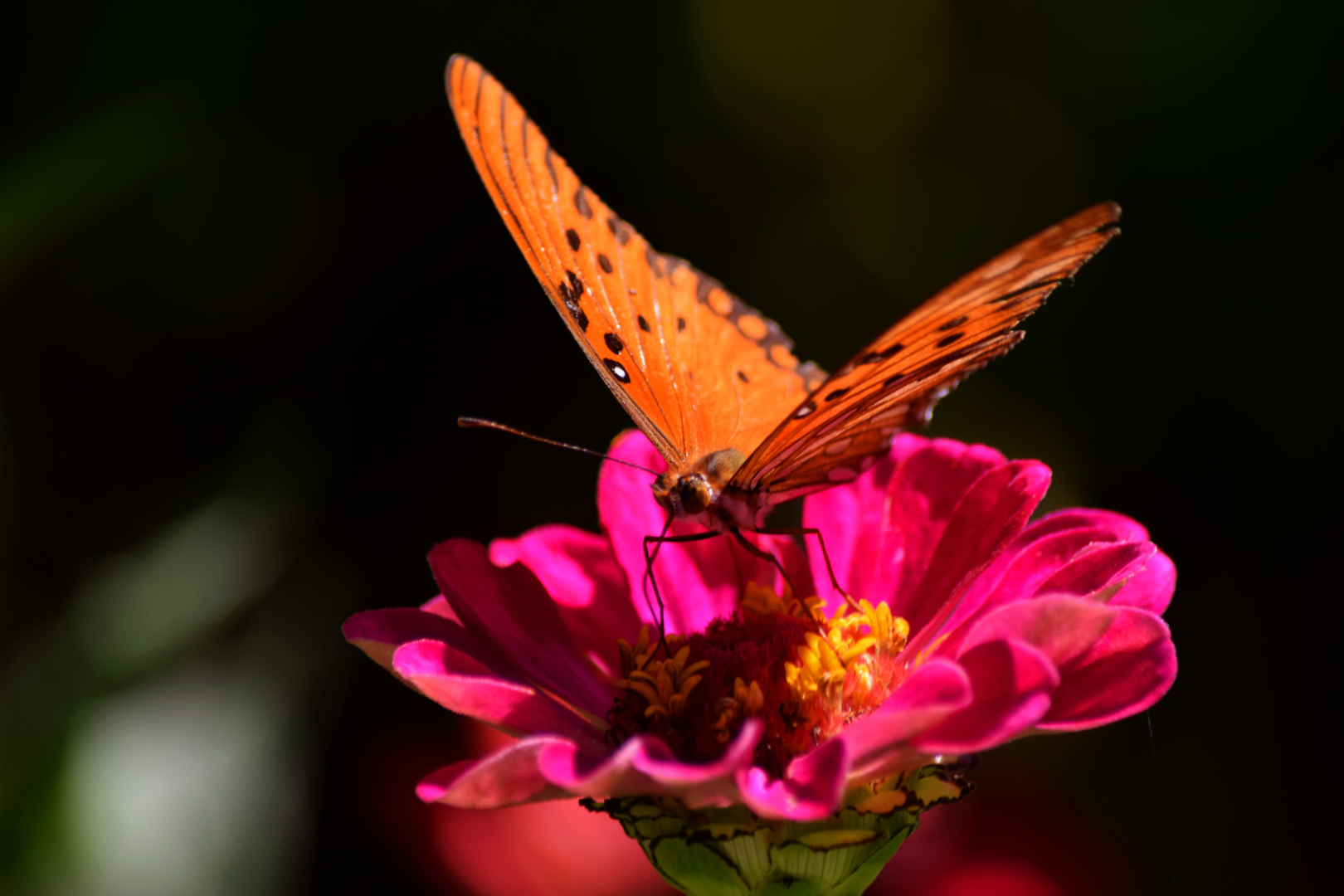 Universidades Verdes 