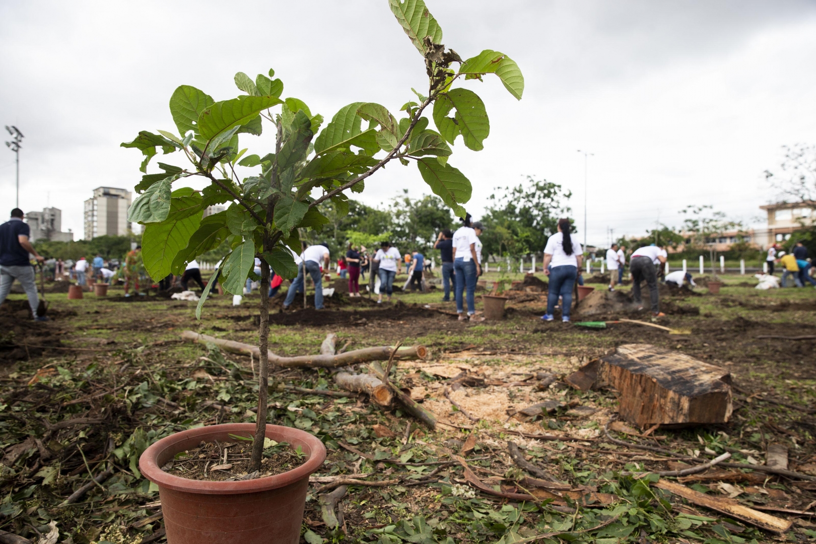 Reforestación en el parque La Sabana