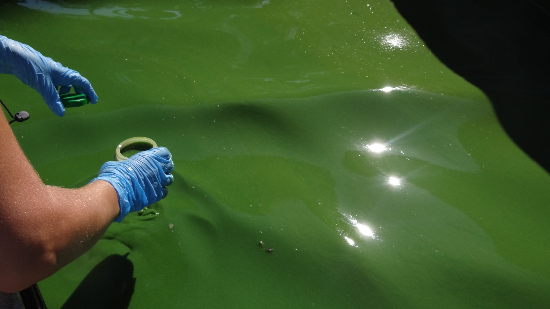 Floración intensa de cianobacterias. 