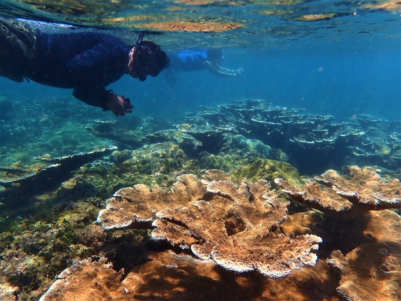 Arrecife de coral en el Parque Nacional Cahuita en la costa Caribe de Costa Rica Fuente: Organización Raising Coral Costa Rica