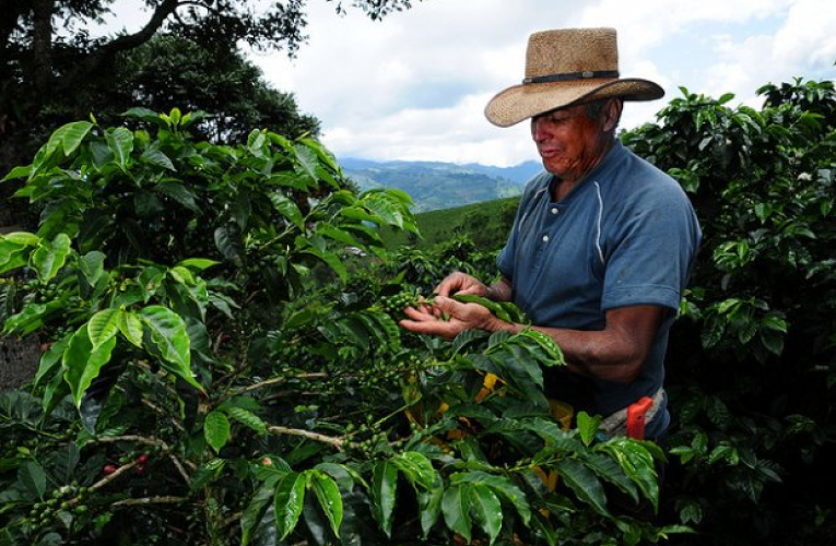 En Honduras, Guatemala, Costa Rica, Nicaragua, El Salvador y México se pueden presentar reducciones en su producción principalmente en zonas bajas, causando graves impactos económicos.