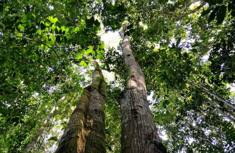 La deforestación en bosques tropicales se ha duplicado desde 2008, según Global Forest Watch.