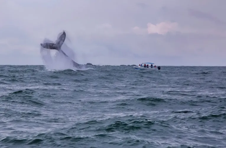 Ballena jorobada