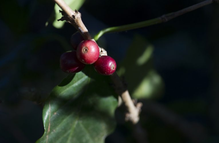 Gracias a un código QR, los consumidores podrán conocer el proceso detrás del café que están tomando. El rastreo puede llegar tan lejos como saber el nombre de la finca de dónde se cosechó el grano de oro de Costa Rica.