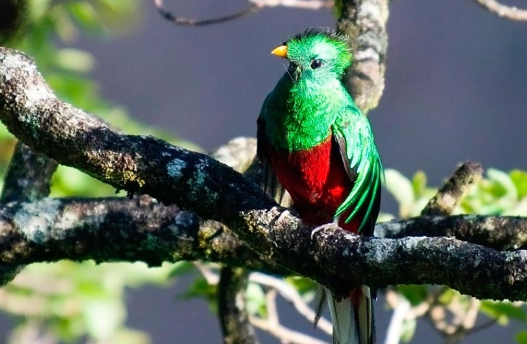 foto de quetzal