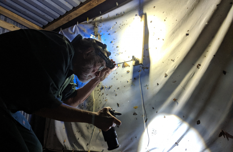 Diego Arguedas Ortiz