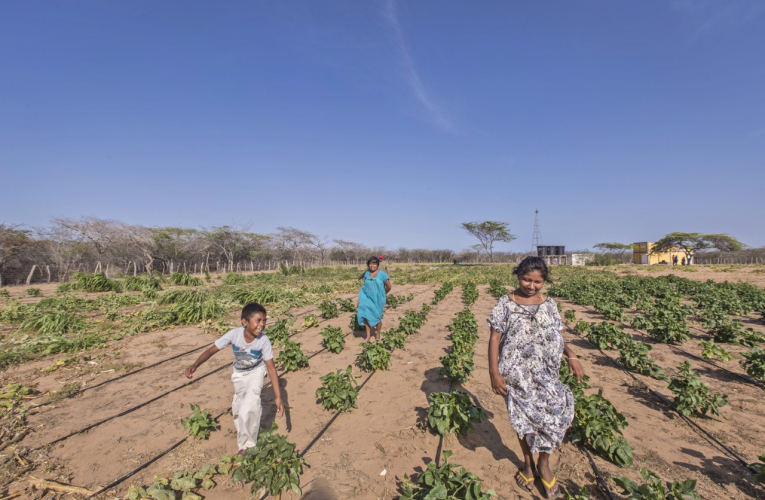 Cosechando con riego solar en Pesuapa, Manaure. La llegada de los paneles aumentó la productividad de los cultivos en varias zonas rurales.