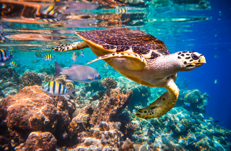 Tortuga carey nadando en arrecife coralino de Maldivas.