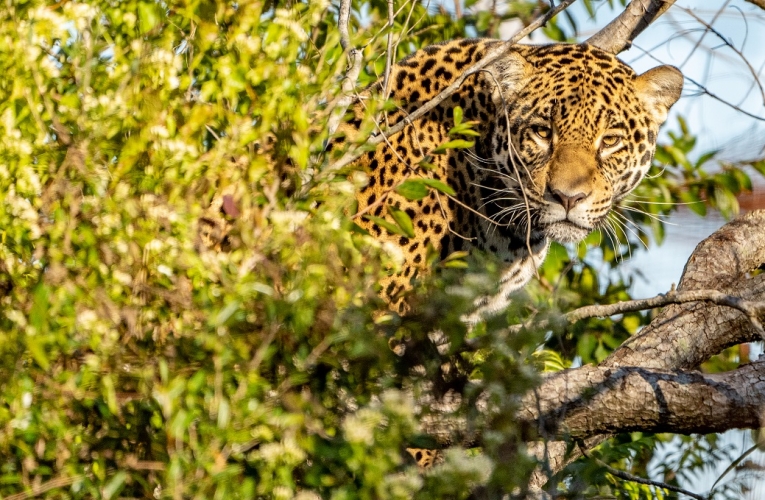 foto de jaguar