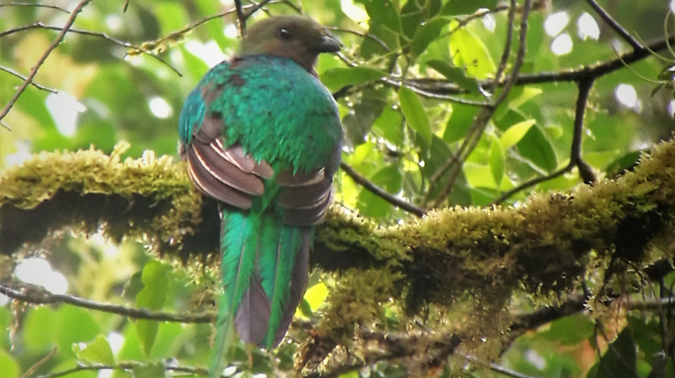 Quetzal hembra