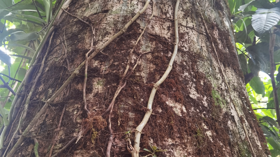 Árbol bosque tropical húmedo