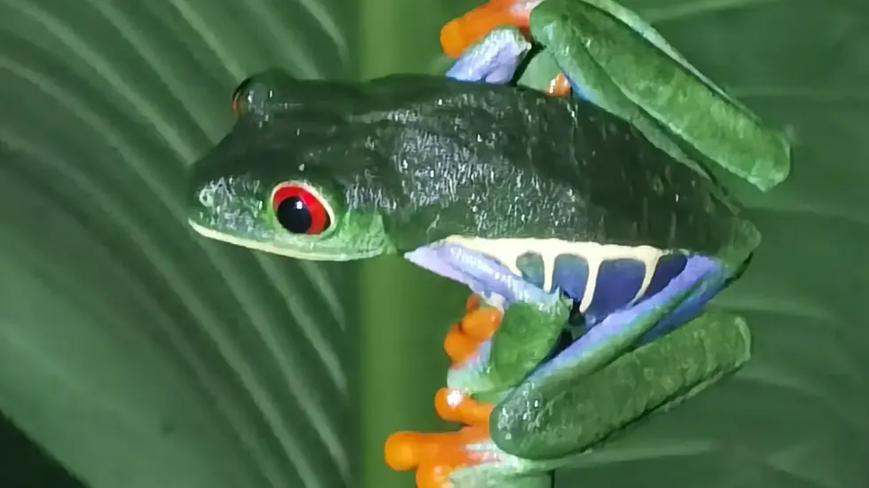Rana de ojos rojos