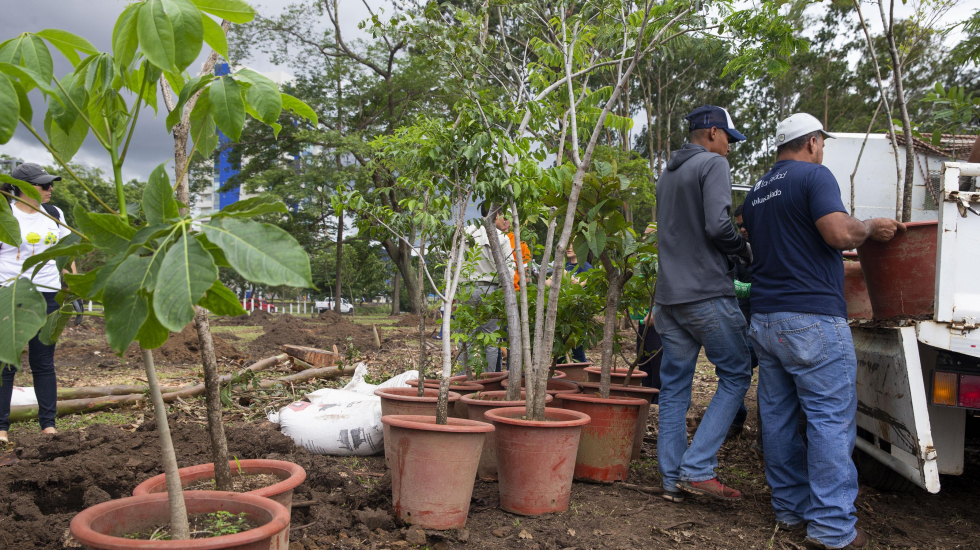 Los árboles provienen de dos viveros, uno ubicado en la Universidad para la Paz y el otro en el Centro Penitenciario La Reforma. Alejandro Gamboa / Grupo Nación