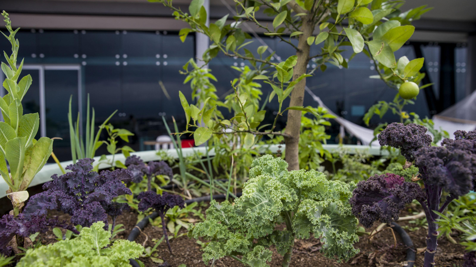El cuido de la huerta favorece el sentido de comunidad en las oficinas. Alejandro Gamboa / Grupo Nación