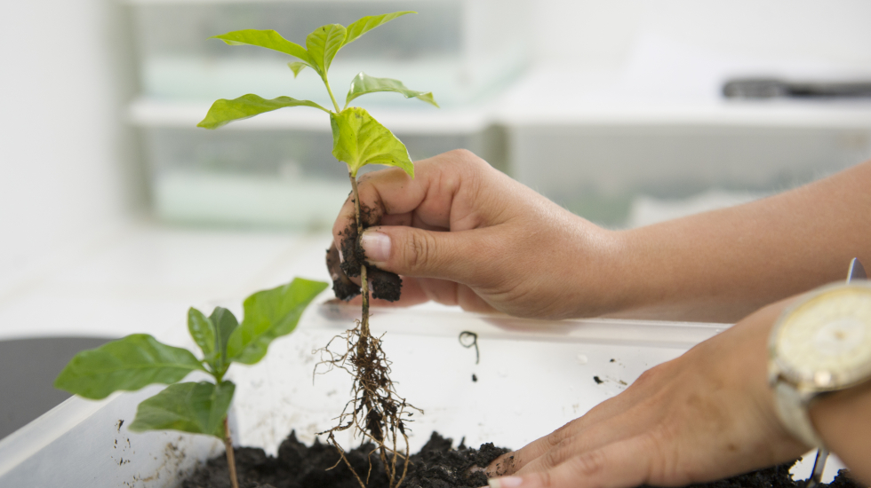 En sus laboratorios, ICAFE realiza investigación que permita a los productores adaptarse a las nuevas condiciones impuestas por el cambio climático, entre otros temas. Nina Cordero / Grupo Nación