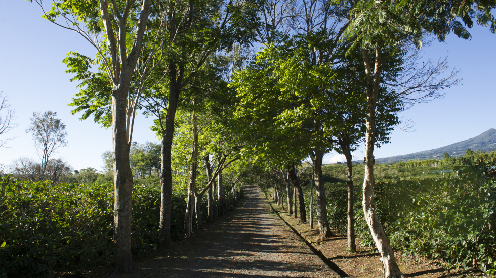 ICAFE también posee cafetales a manera de fincas experimentales. Nina Cordero / Grupo Nación