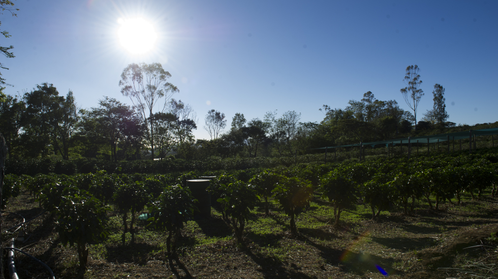 ICAFE también posee cafetales a manera de fincas experimentales. Nina Cordero / Grupo Nación