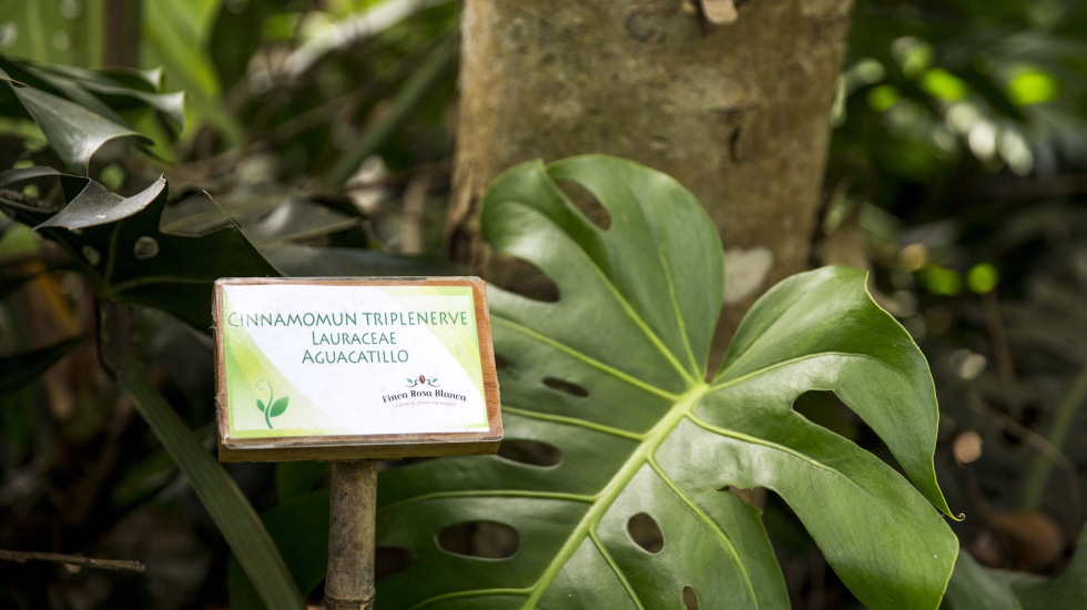 Los letreros en los jardines favorecen la educación ambiental al informar sobre las especies de árboles nativos. Alejandro Gamboa / Grupo Nación