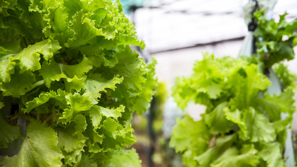 La huerta orgánica provee de alimentos frescos a la cocina del restaurante. Alejandro Gamboa / Grupo Nación