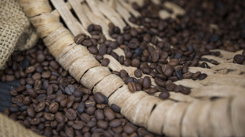 Aparte de hotel, Finca Rosa Blanca cuenta con una finca dedicada al café orgánico de sombra. Alejandro Gamboa / Grupo Nación