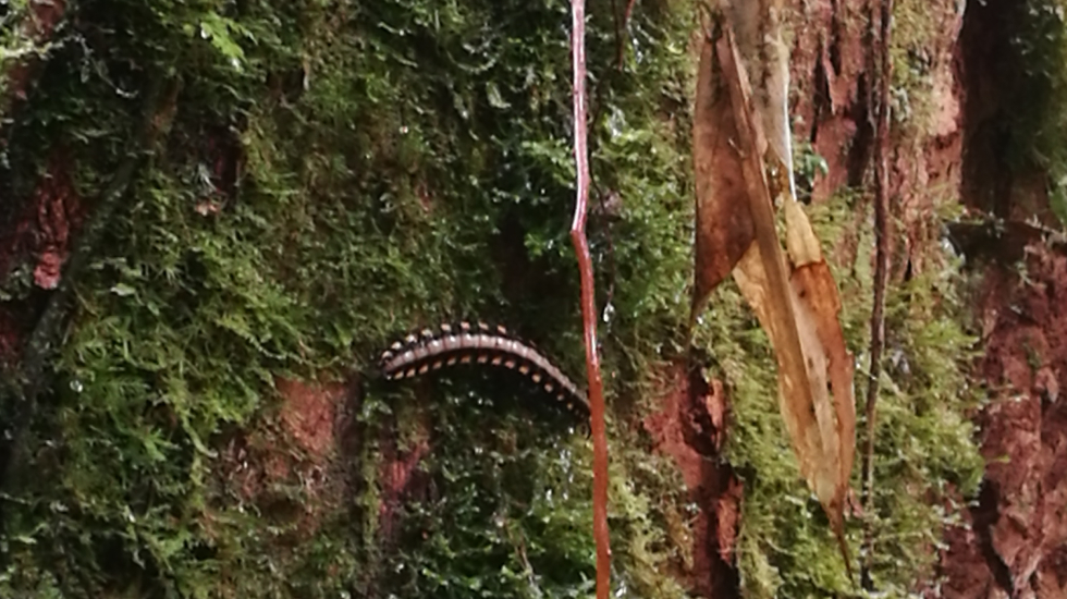 Milpiés gigante de hojarasca