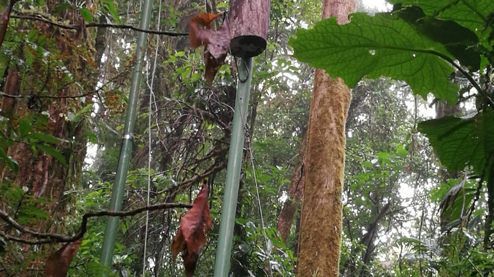 Nido artificial de quetzal