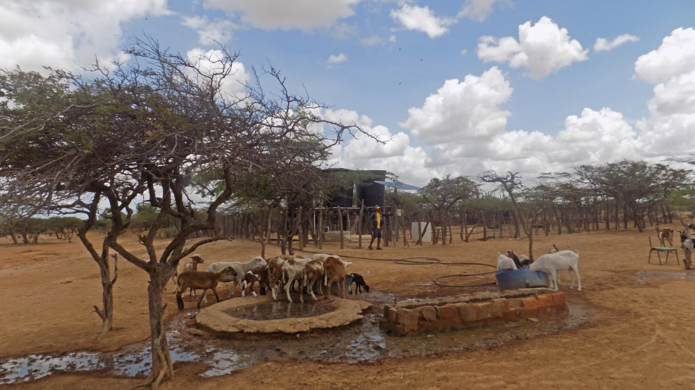 Para este grupo étnico es vital que los rebaños tengan acceso al agua. Son su patrimonio y fuente de economía. Foto: María Teresa Arboleda Grajales.